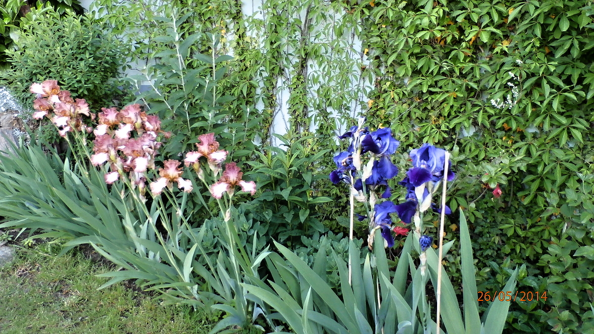 P5260045