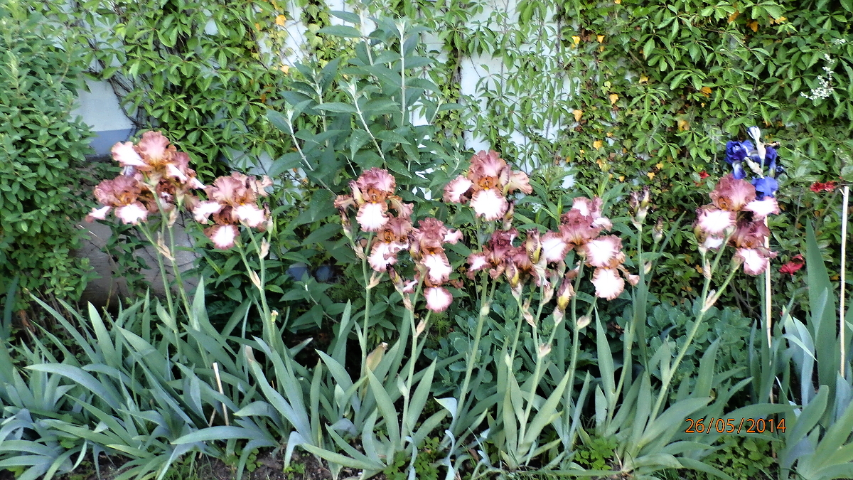P5260047
