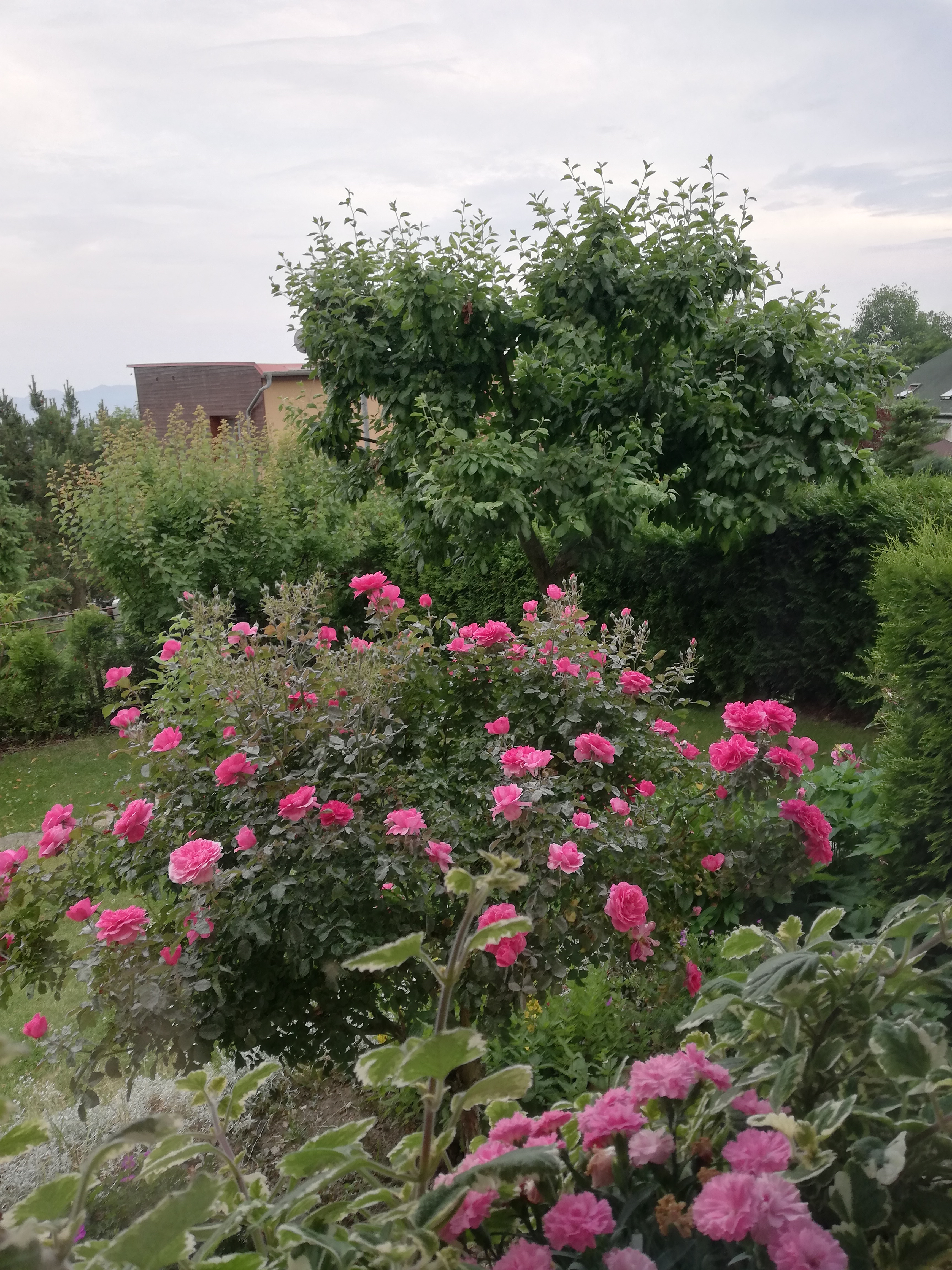IMG_20210619_204426